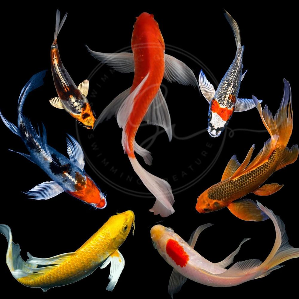 Assorted Colors Live Koi Fish  - огляд і ціна Aquarium Fish Live